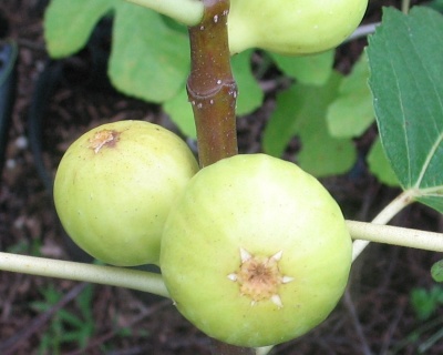 Инжир "Кадота"