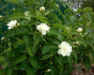 Чубушник "Лунный свет"