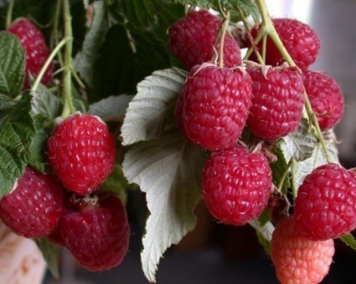 Малина "Бриллиантовая"