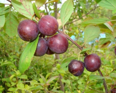 СВГ "Бета" (сливово-вишневый гибрид)