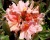 Азалия крупноцветковая "Беррироуз"