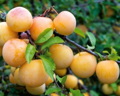 Слива "Белая Медовая"