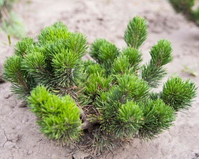 Сосна горная "Якобсен"