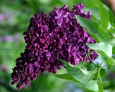 Сирень "Найт"