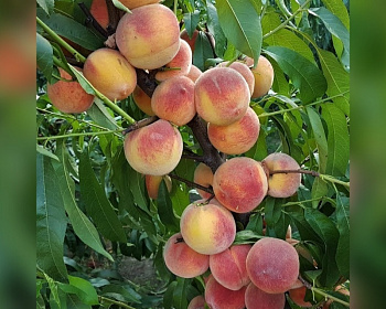 Персик колоновидный "Сувенир"