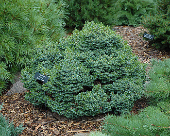 Ель сербская "Пимоко"