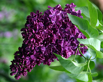 Сирень "Найт"