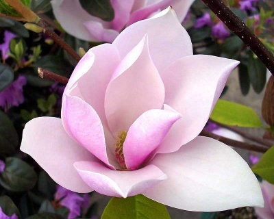 Магнолия "Александрина"