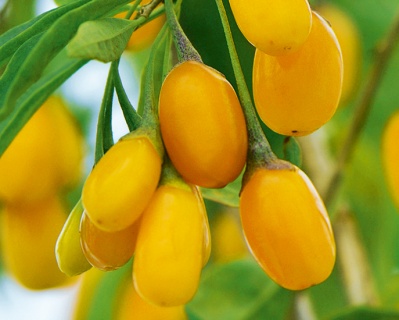 Ягода Годжи "Свит Амбер"