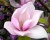 Магнолия "Александрина"