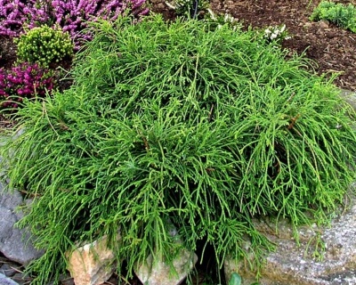 Кипарисовик Горохоплодный "Филифера Нана"