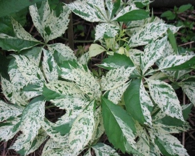 Виноград девичий пятилисточковый "Стар Шоуерс"(P-9)