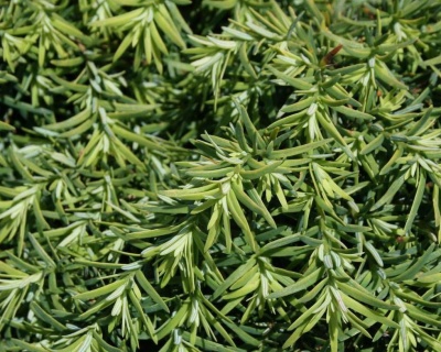 Тсуга канадская "Джедделох"