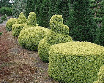 Тис ягодный "Семперауреа"