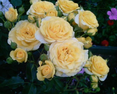 Спрей-роза «Макарена» 