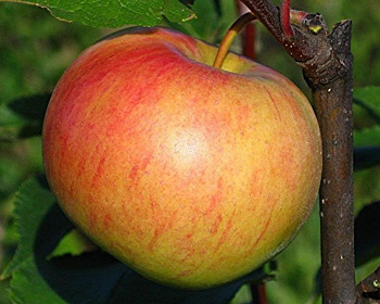 Яблоня "Медуница"