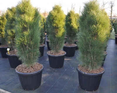 Сосна черная "Грин Тауэр"