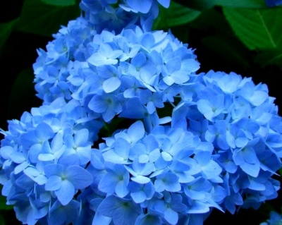 Гортензия крупнолистная Эрли Блю (Early Blue)