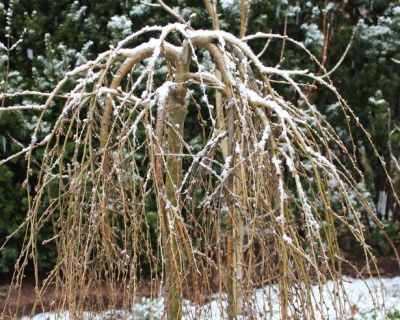 Карагана древовидная "Пендула" (штамбовая форма)