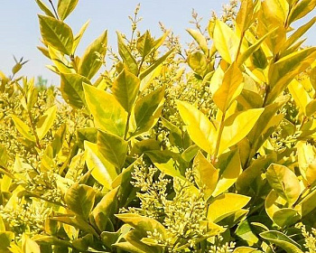 Бирючина гибридная "Викари"