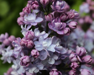 Сирень "Катерина Хавемейер"