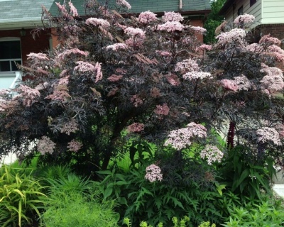 Бузина черная "Блэк Бьюти"