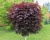Клен остролистный "Пурпл Глоуб" (штамбовая форма)