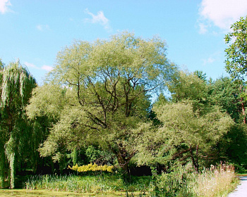 Ива гибридная "Фантазия"