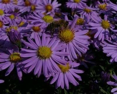 Астра кустарниковая "Антон Киппенберг"