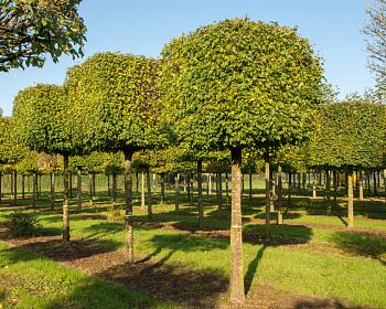 Клен полевой "Нанум" (штамбовая форма)