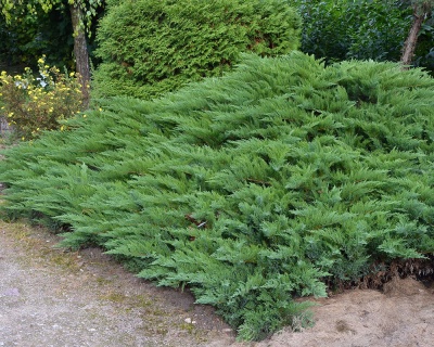 Можжевельник казацкий "Тамарисцифолия"