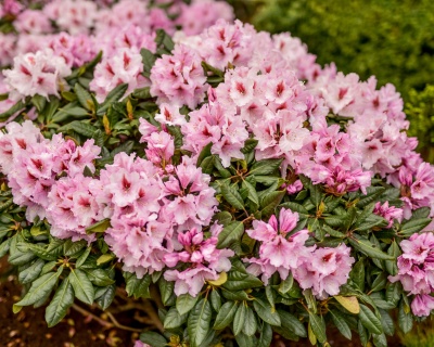 Рододендрон "Диадем"