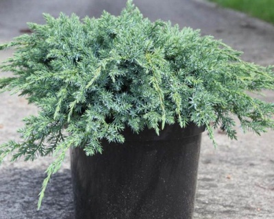 Можжевельник чешуйчатый "Блю Карпет"