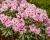 Рододендрон "Диадем"