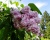 Сирень "Бель де Нанси"