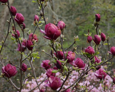 Магнолия "Дженни"