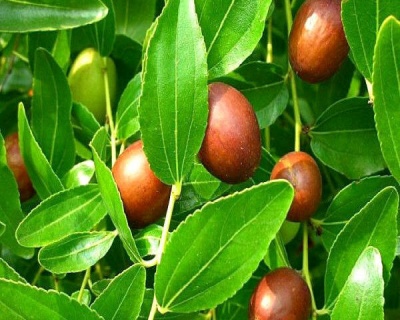 Зизифус "Коктебель"