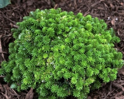 Пихта корейская "Цис"