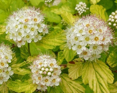 Пузыреплодник "Наггет" (Nugget)