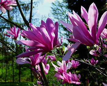 Магнолия "Рикки"