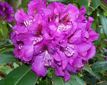 Рододендрон "Распутин"