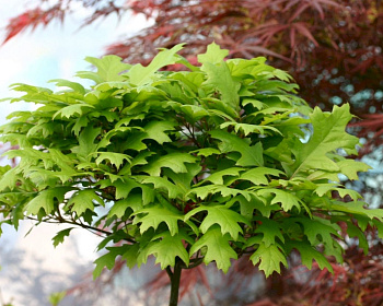 Дуб болотный "Грин Дварф"