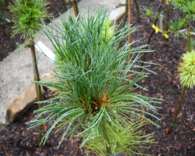 Сосна кедровая европейская "Глаука"