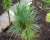 Сосна кедровая европейская "Глаука"