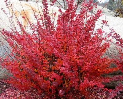 Барбарис Тунберга "Carmen"