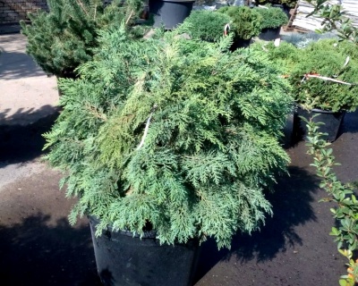 Кипарисовик Лавсона "Глобоса"