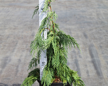 Кипарисовик Нутканский "Пендула"