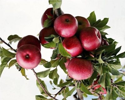 Яблоня колоновидная "Есения"