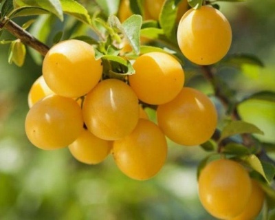 Слива колоновидная "Мирабелла"