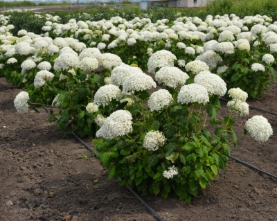 Гортензия древовидная "Баунти"(Вounty)